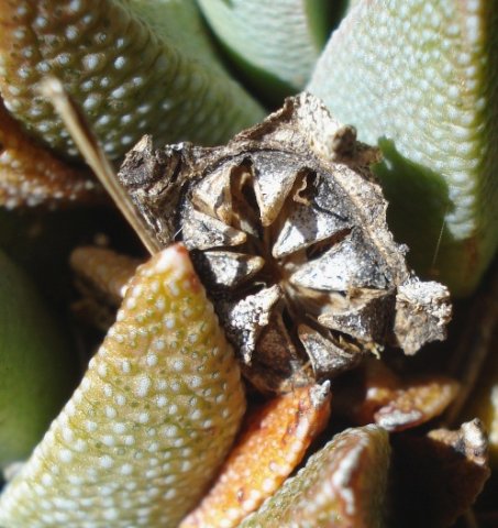 Rabiea albinota fruit husk of long ago